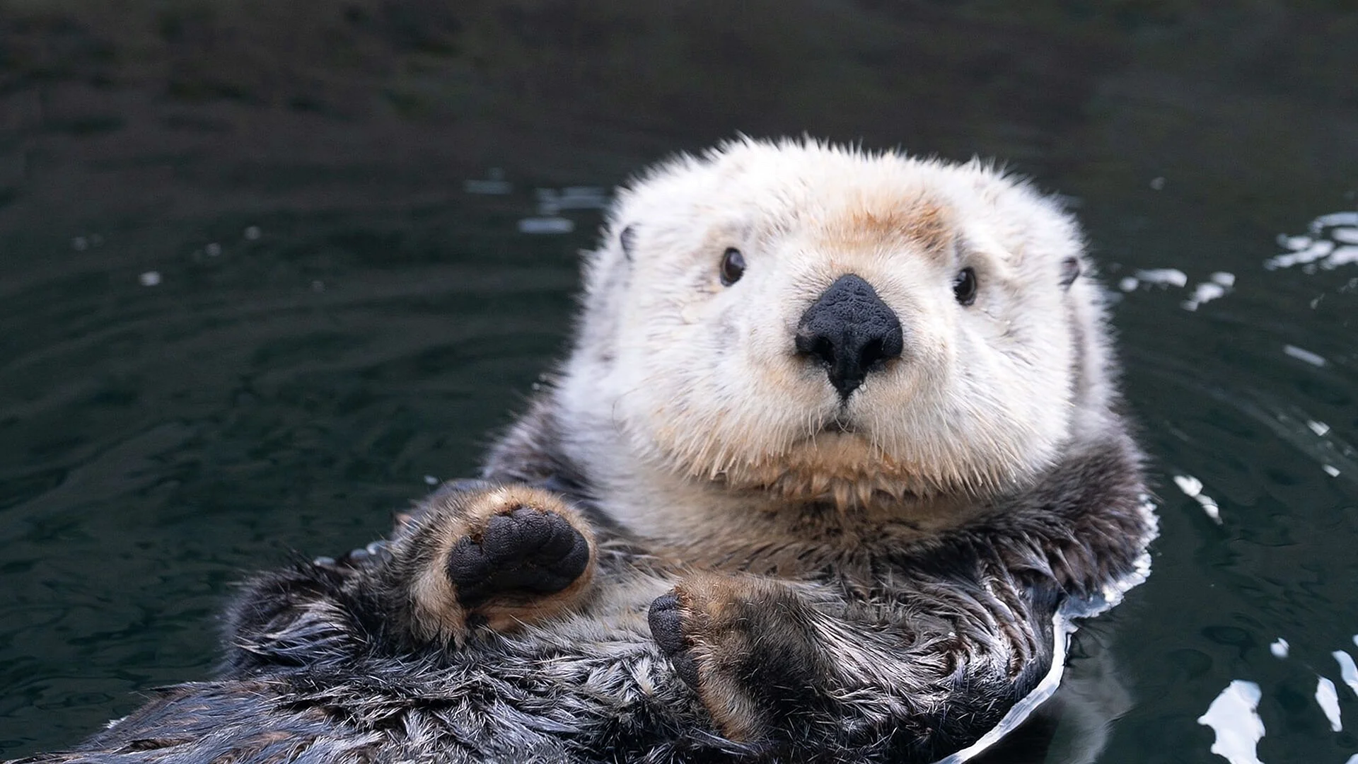 Sea Otter Wallpaper