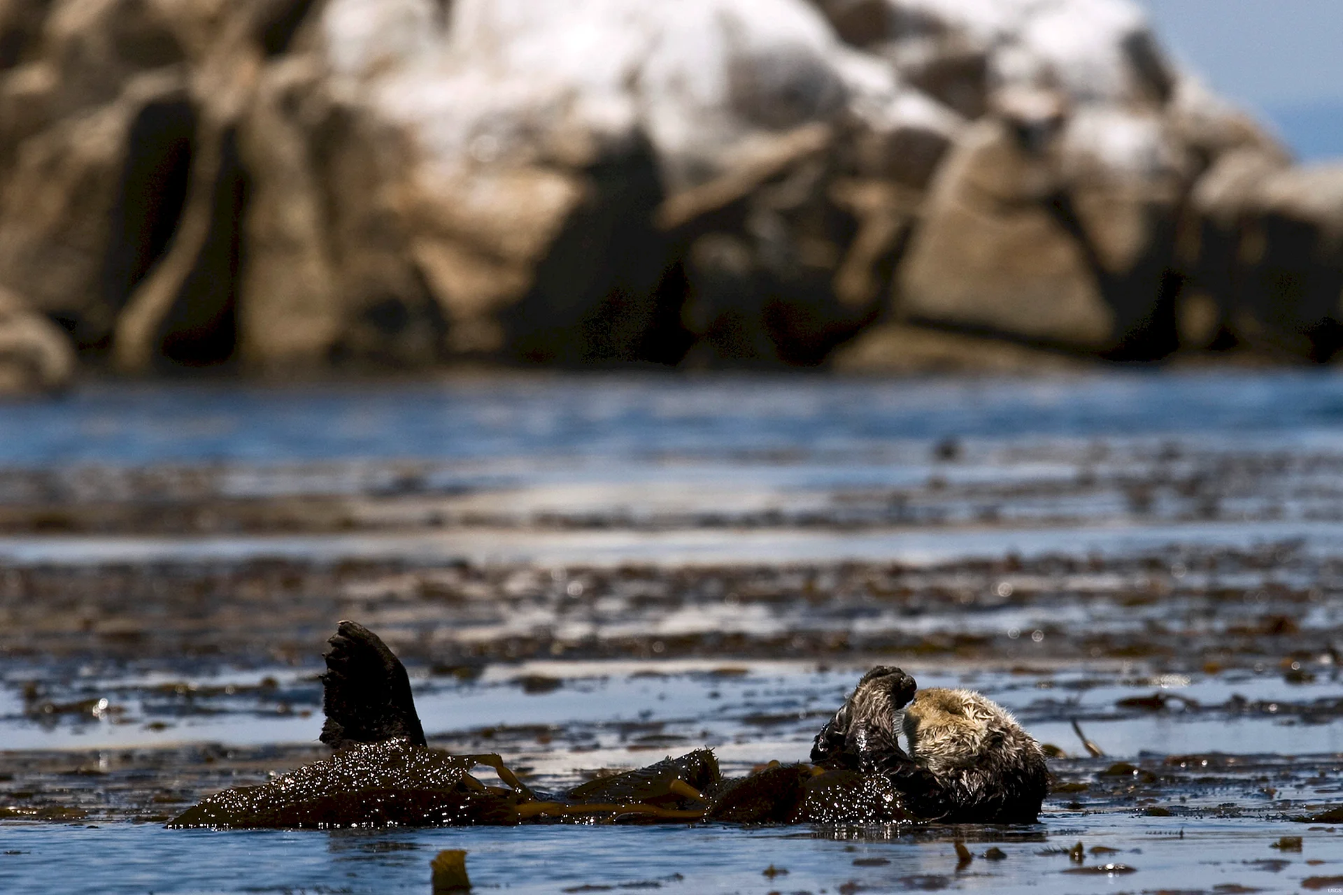 Sea Otter In The Ocean Wallpaper