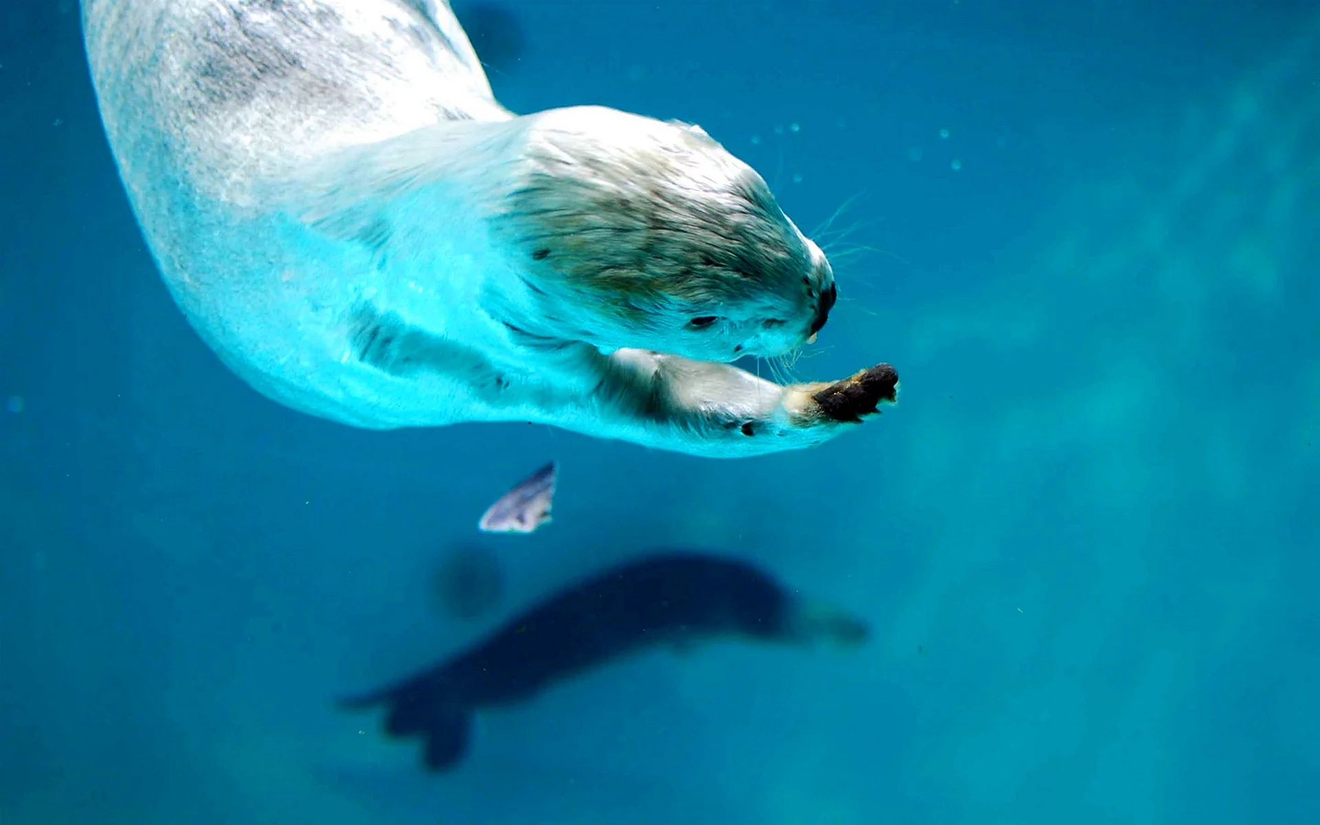 Sea Otter Underwater Wallpaper