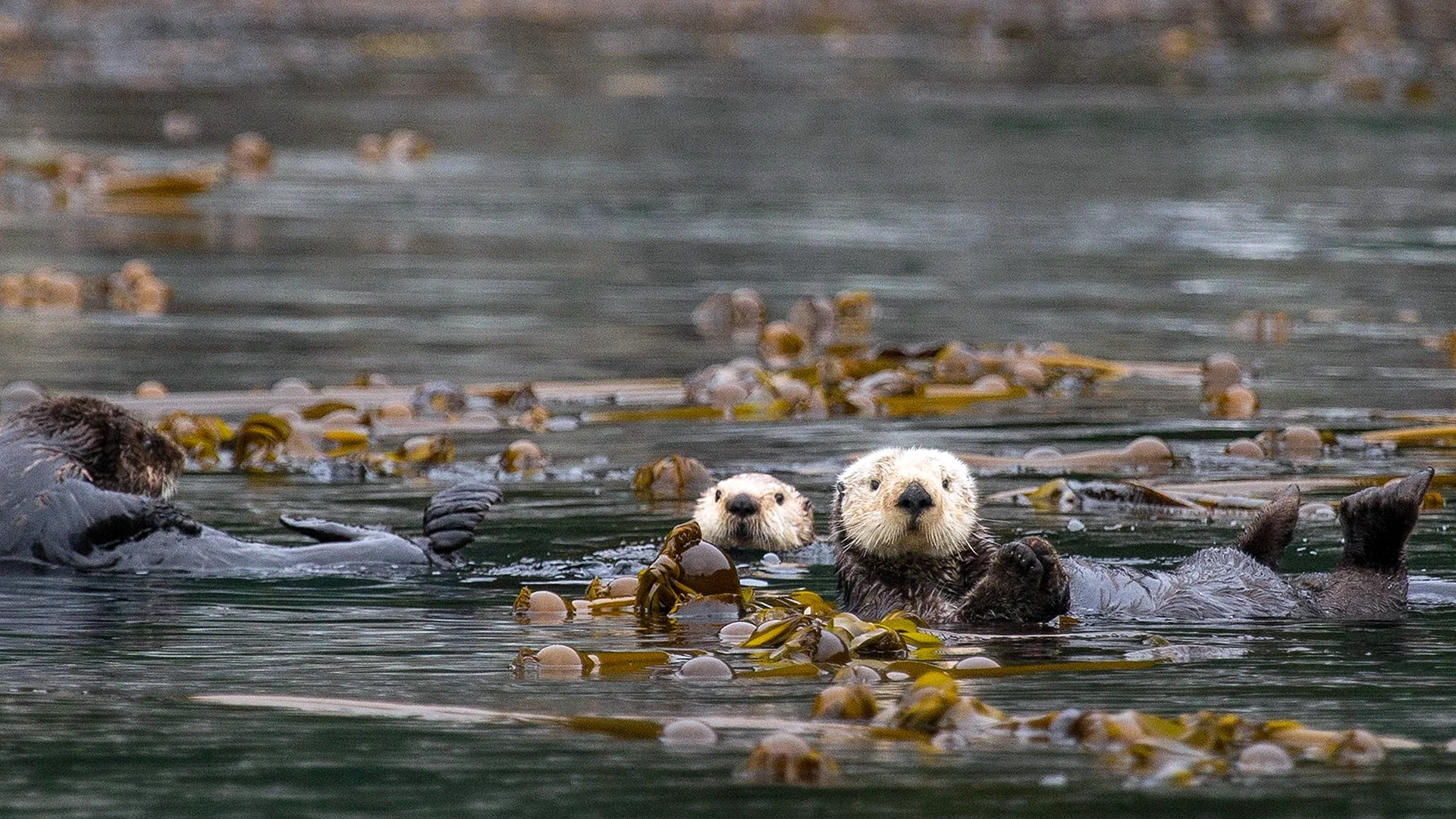 Sea Otters 10 Wallpaper