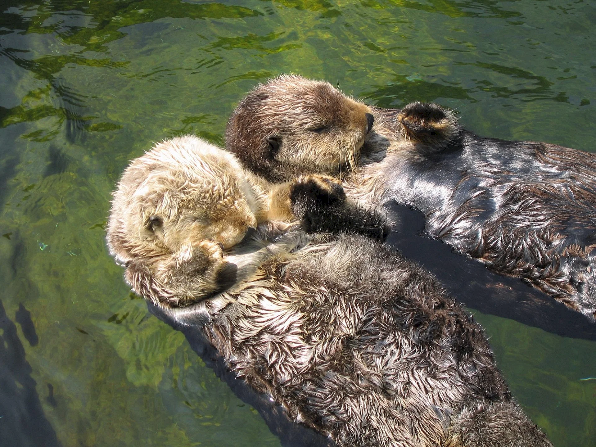 Sea Otters Hold Hands Wallpaper
