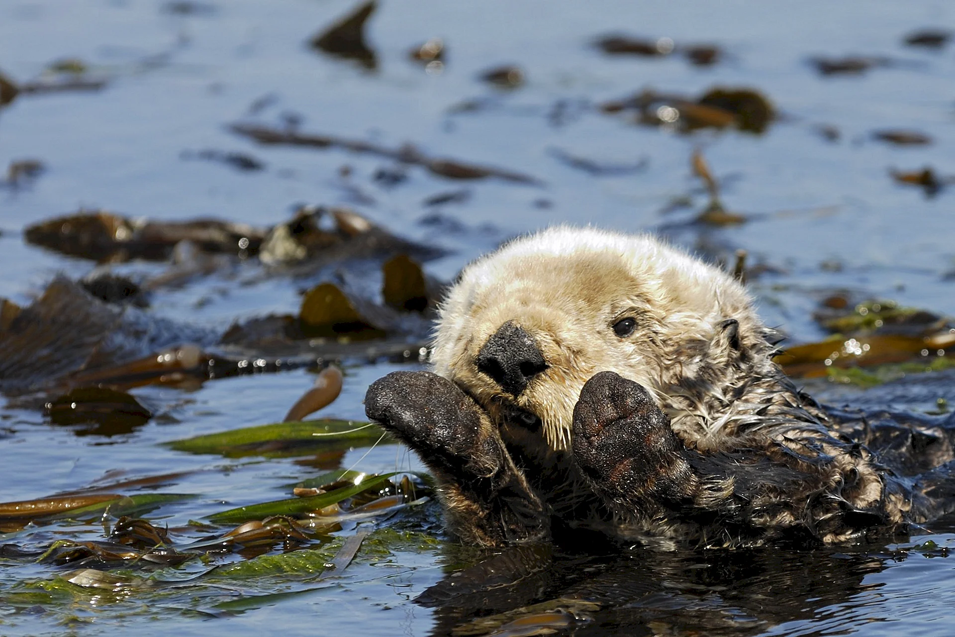 Sea Otters Wrapped In Kelp Wallpaper