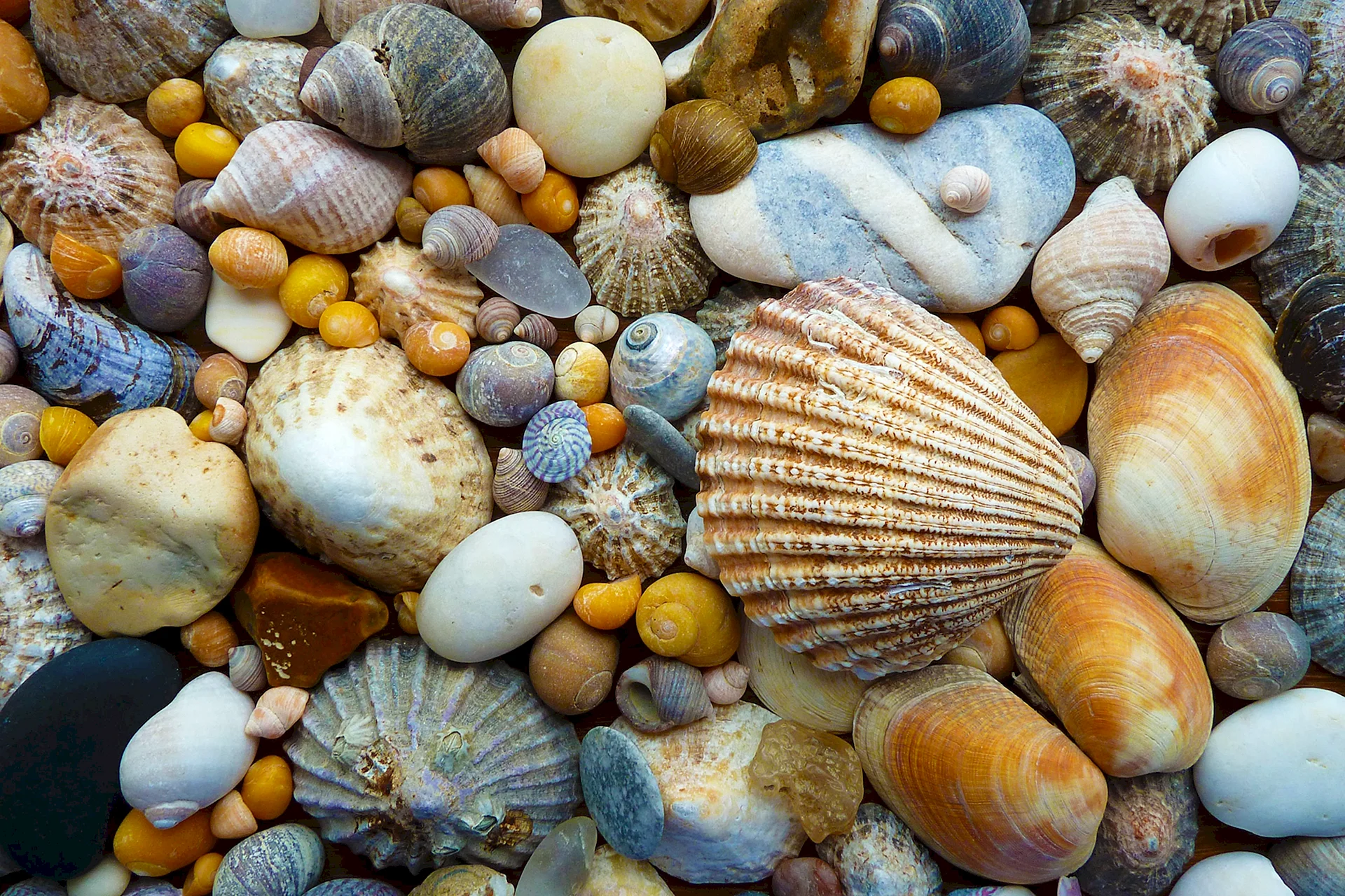 Sea Shell Wallpaper