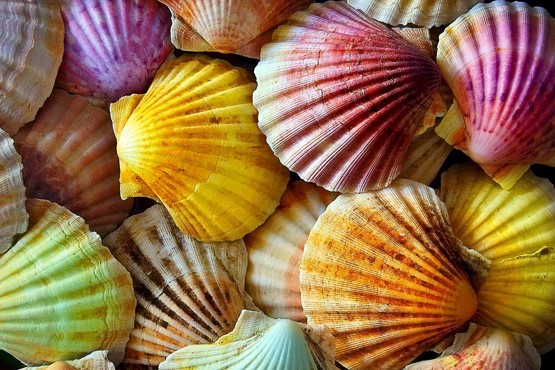 Sea Shell Wallpaper