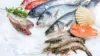 Seafood Fish Wallpaper