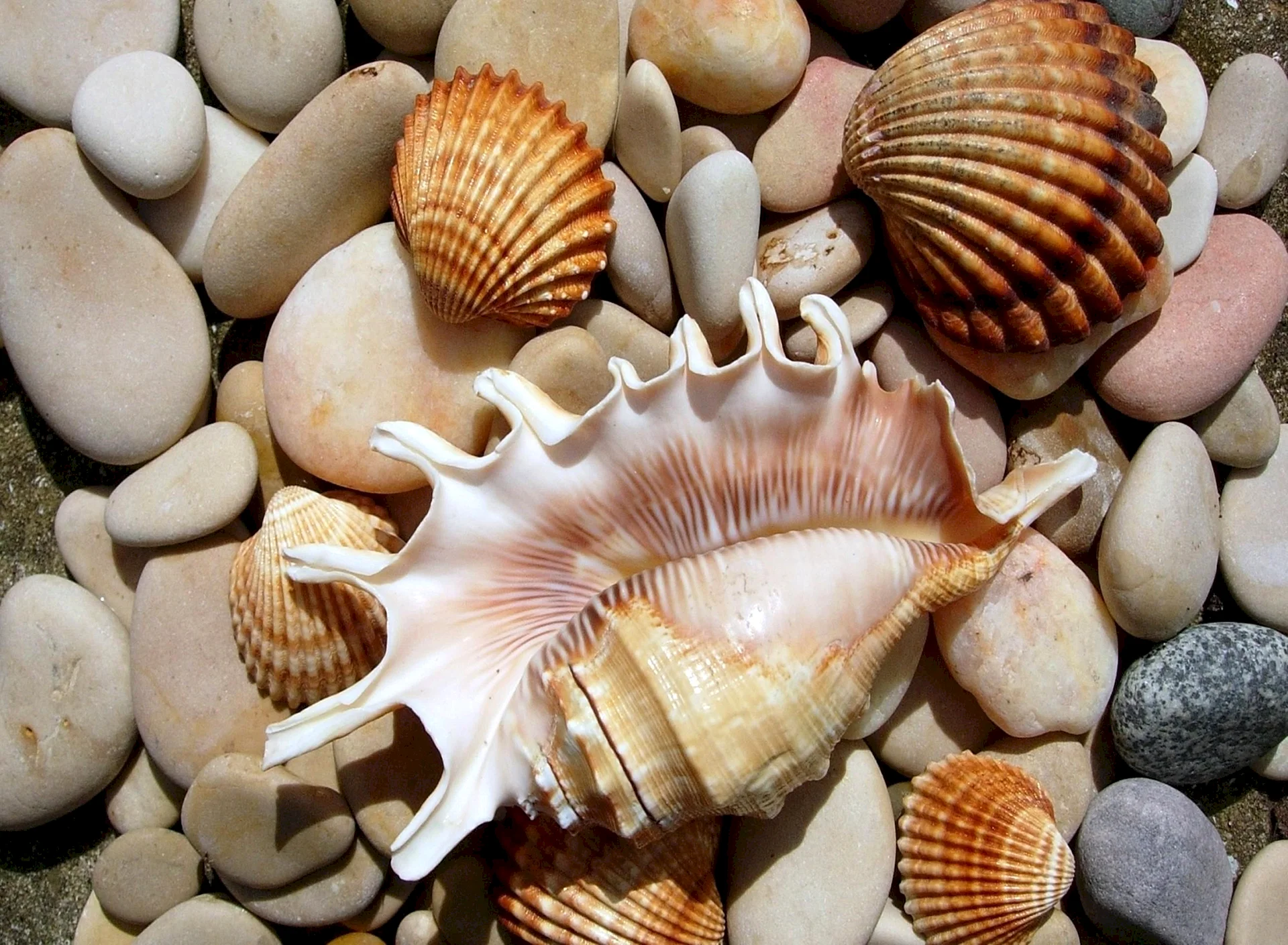 Seashells Wallpaper