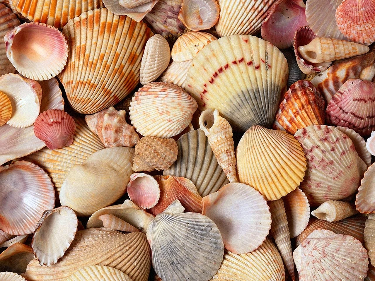 Seashells Wallpaper