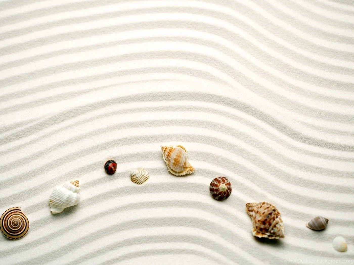 Seashells Wallpaper