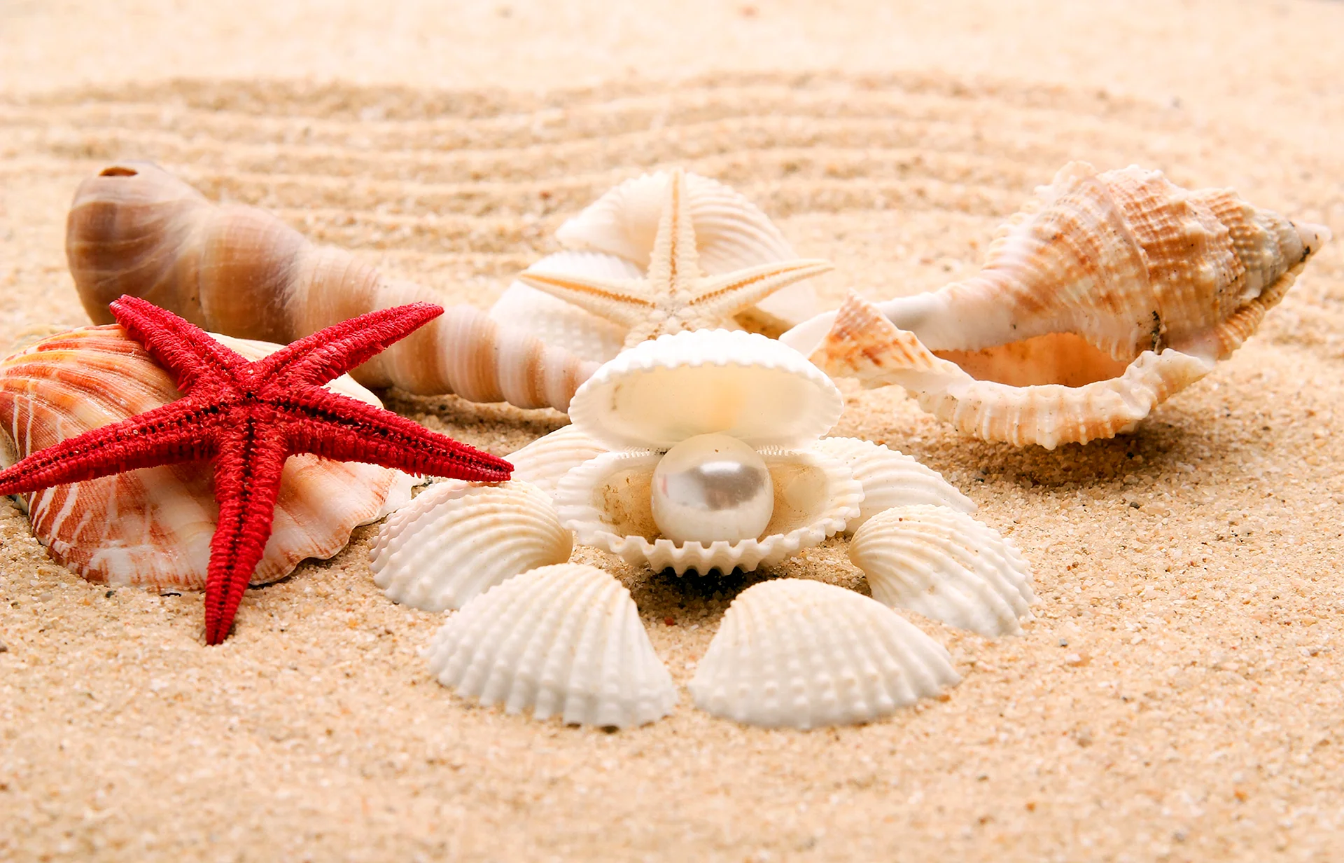 Seashells Wallpaper