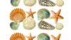 Seashells Wall Shell Wall Wallpaper