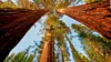 Sequoia Wallpaper