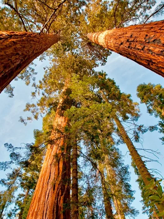 Sequoia Wallpaper