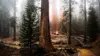 Sequoia Forest Wallpaper
