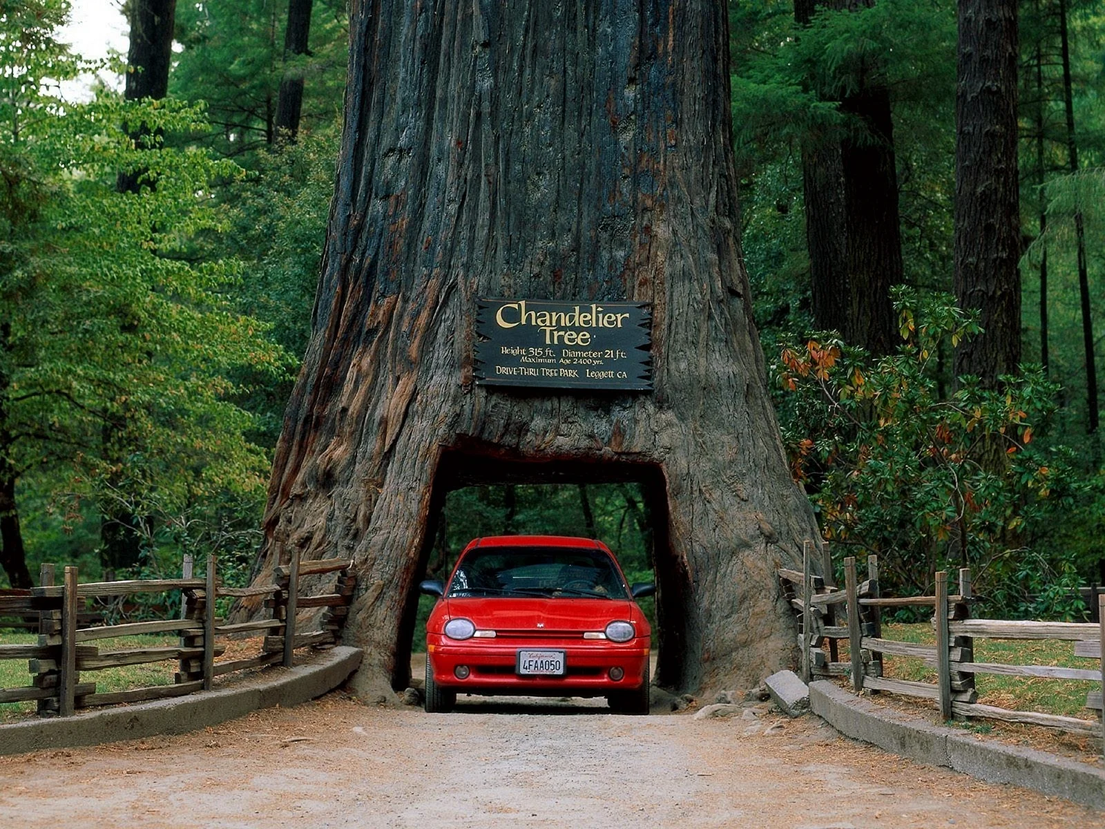 Sequoia Tunnel Tree Wallpaper