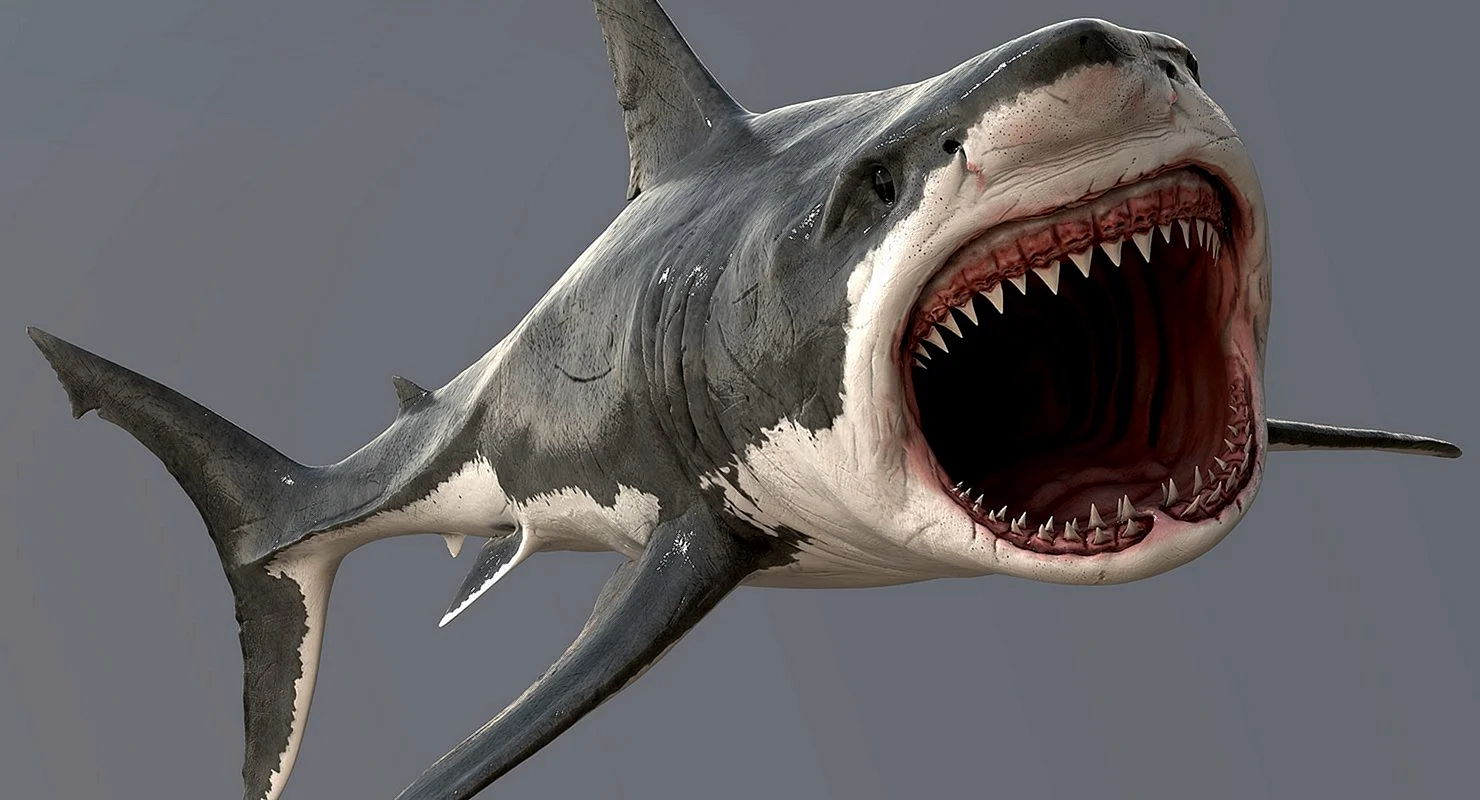 Shark 3D Wallpaper