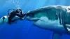 Shark Diving Wallpaper