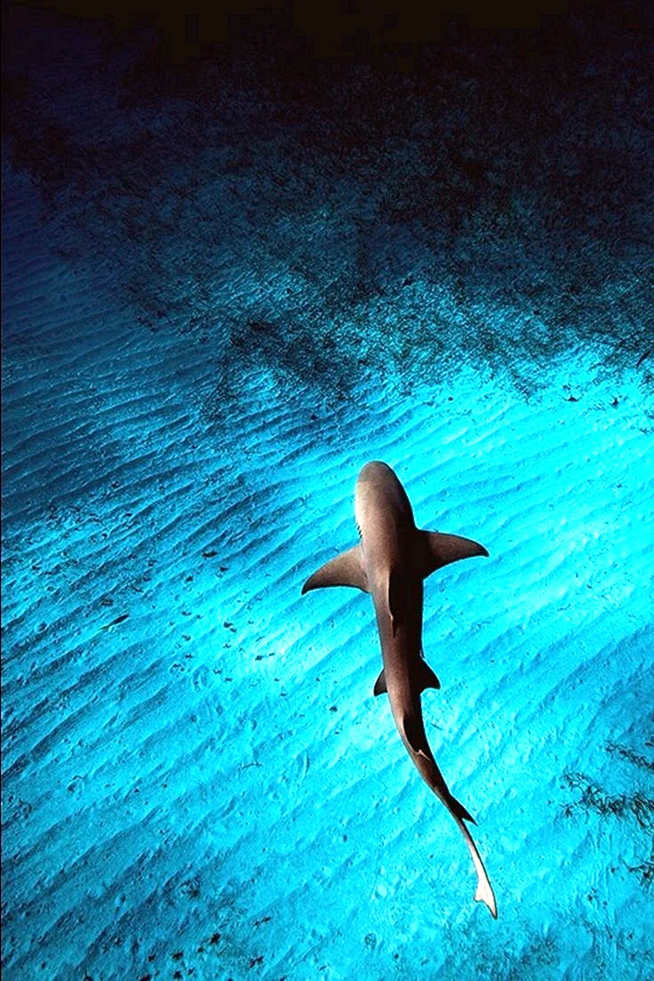 Shark In Water Wallpaper For iPhone