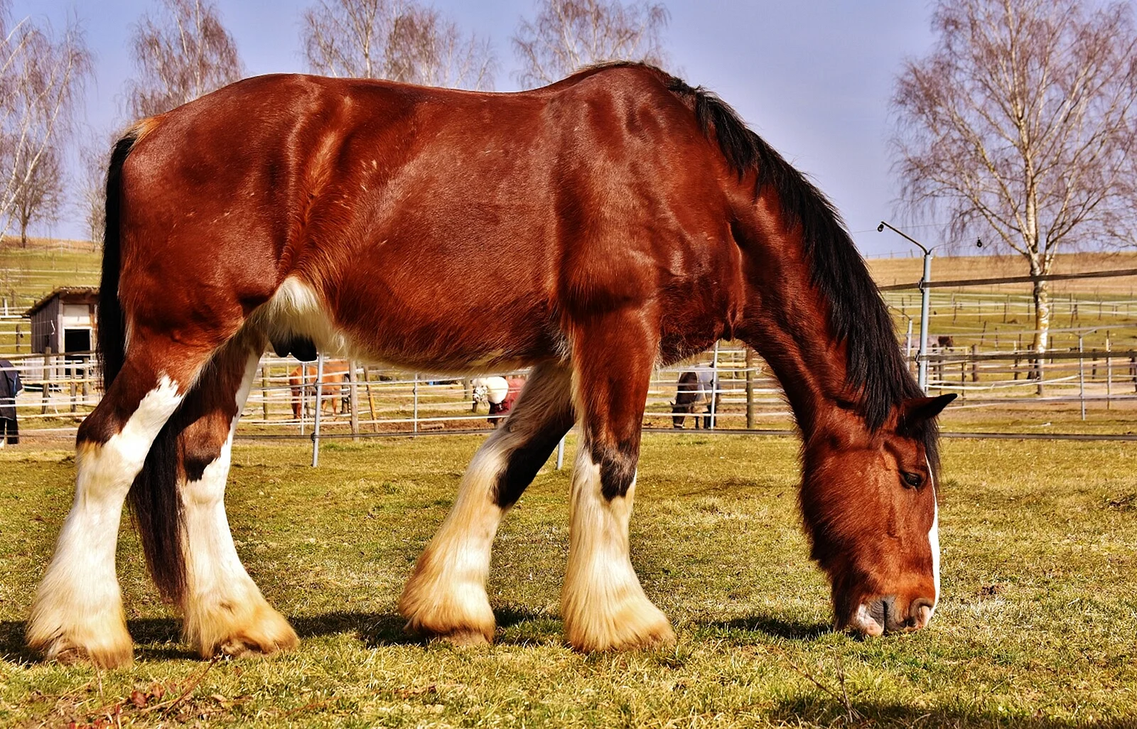 Shire Horse Wallpaper