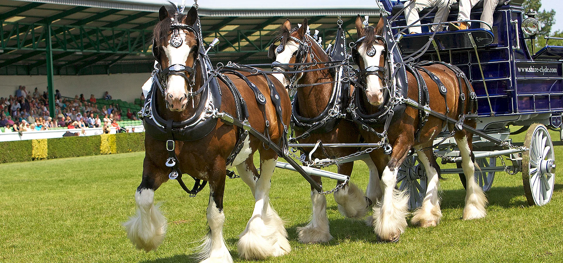 Shire Horse Wallpaper