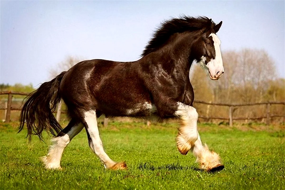 Shire Horse Wallpaper