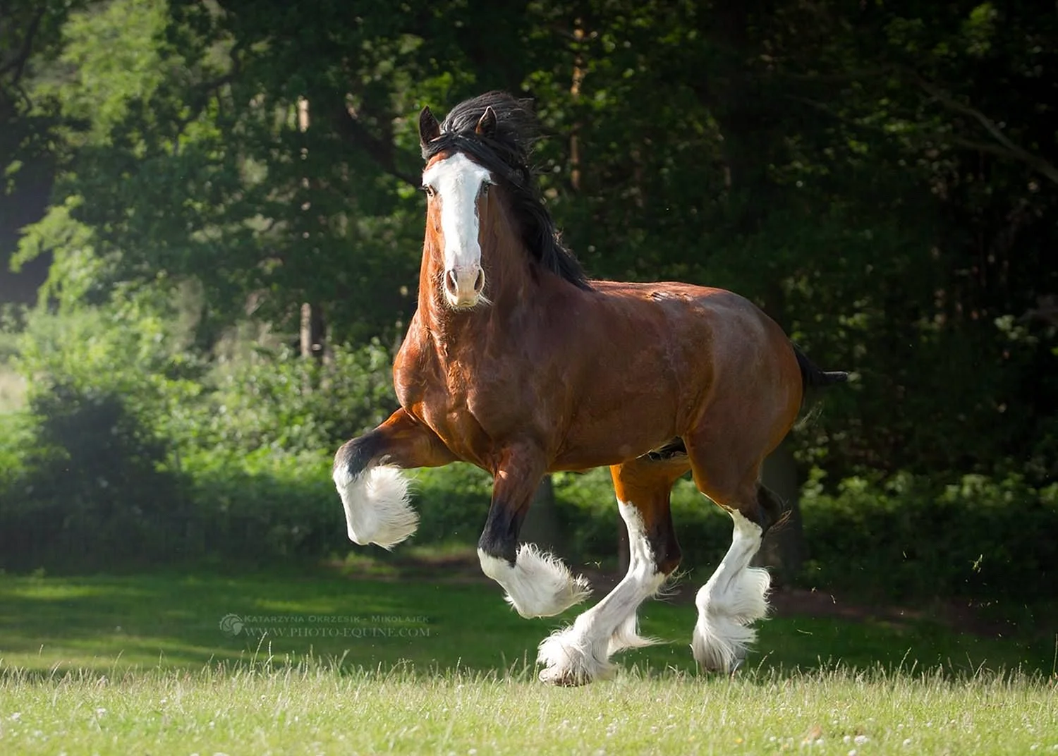 Shire Horse Wallpaper