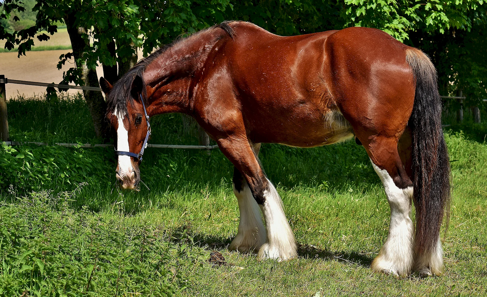 Shire Horse Wallpaper