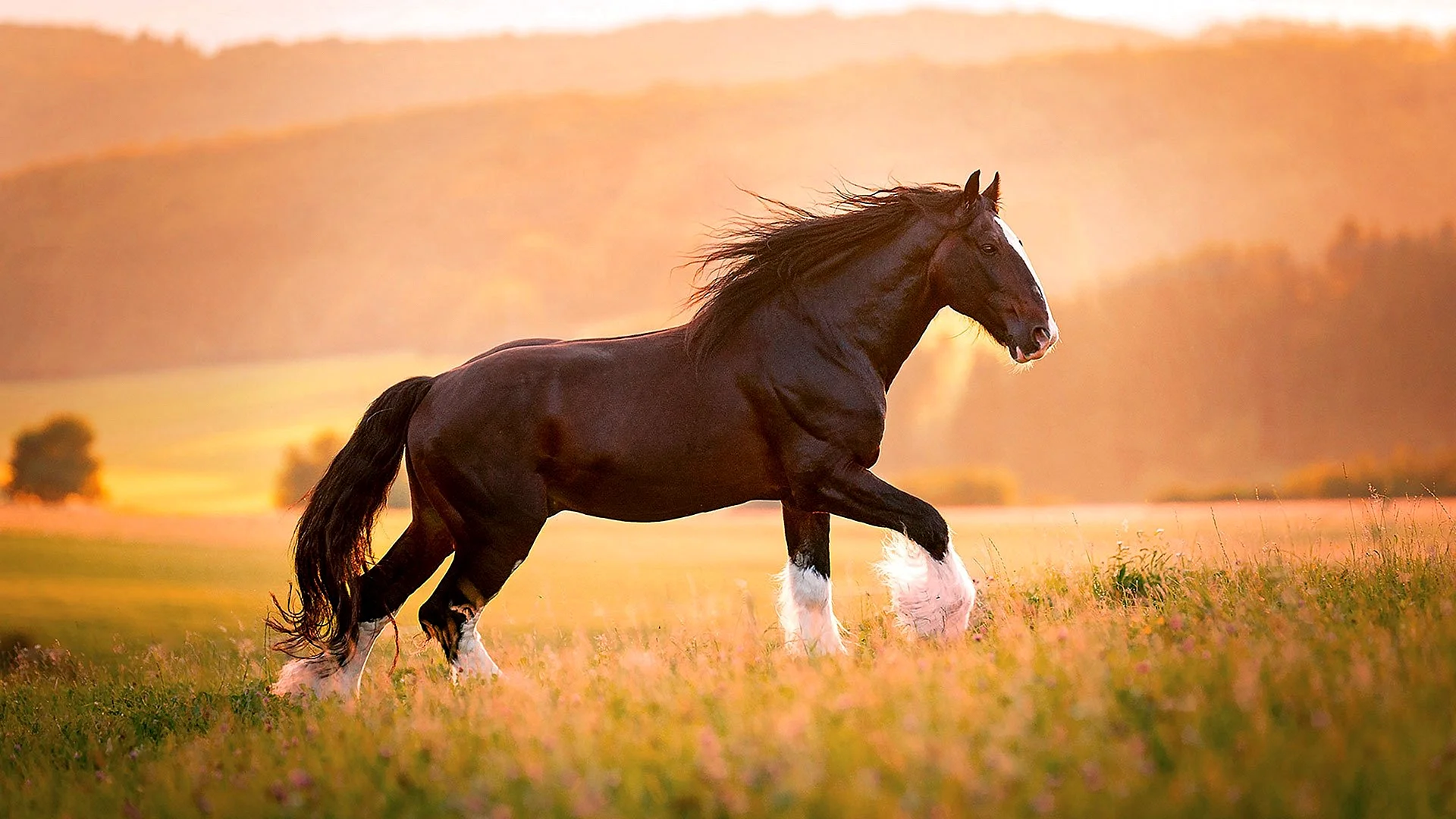 Shire Horse Wallpaper