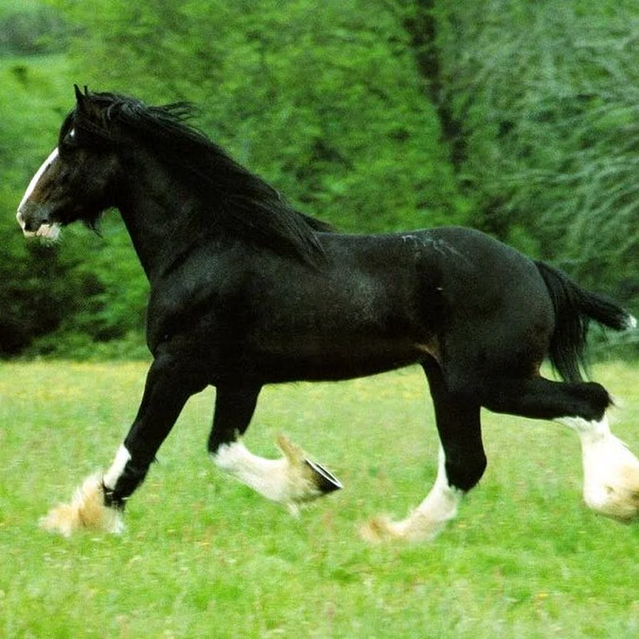 Shire Horse Wallpaper