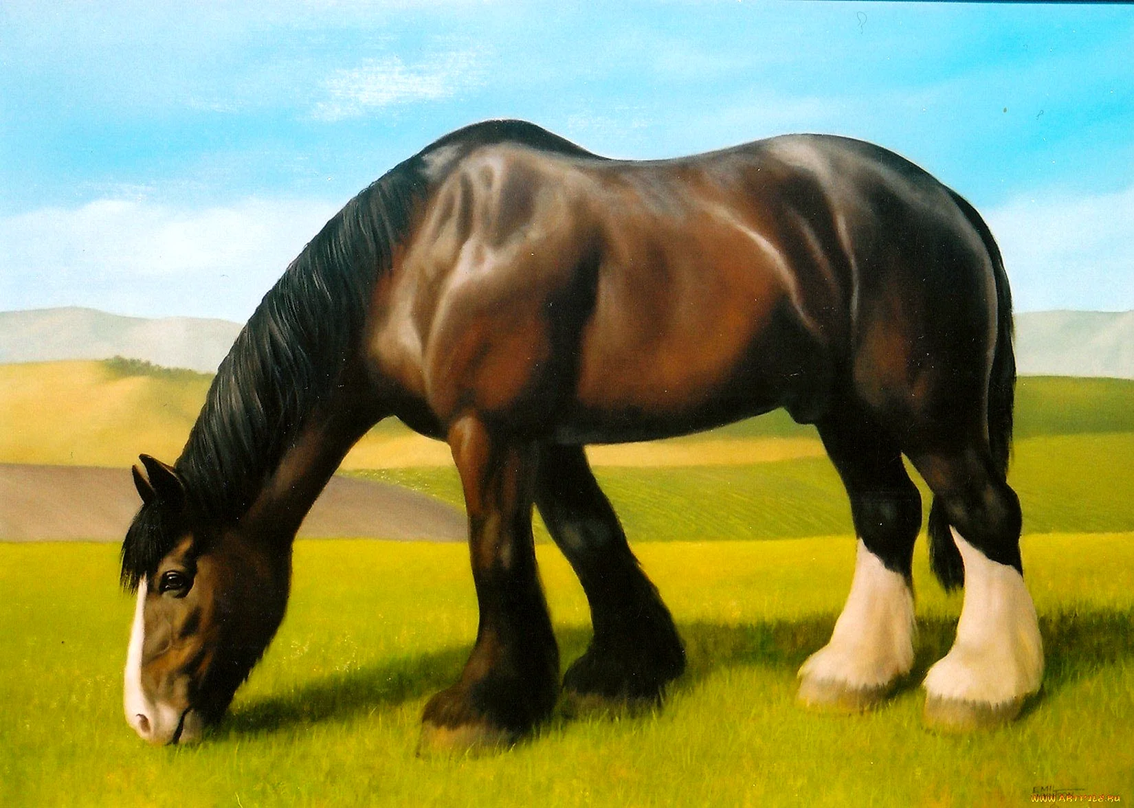 Shire Horse Wallpaper