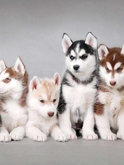 Siberian Husky Puppies Wallpaper