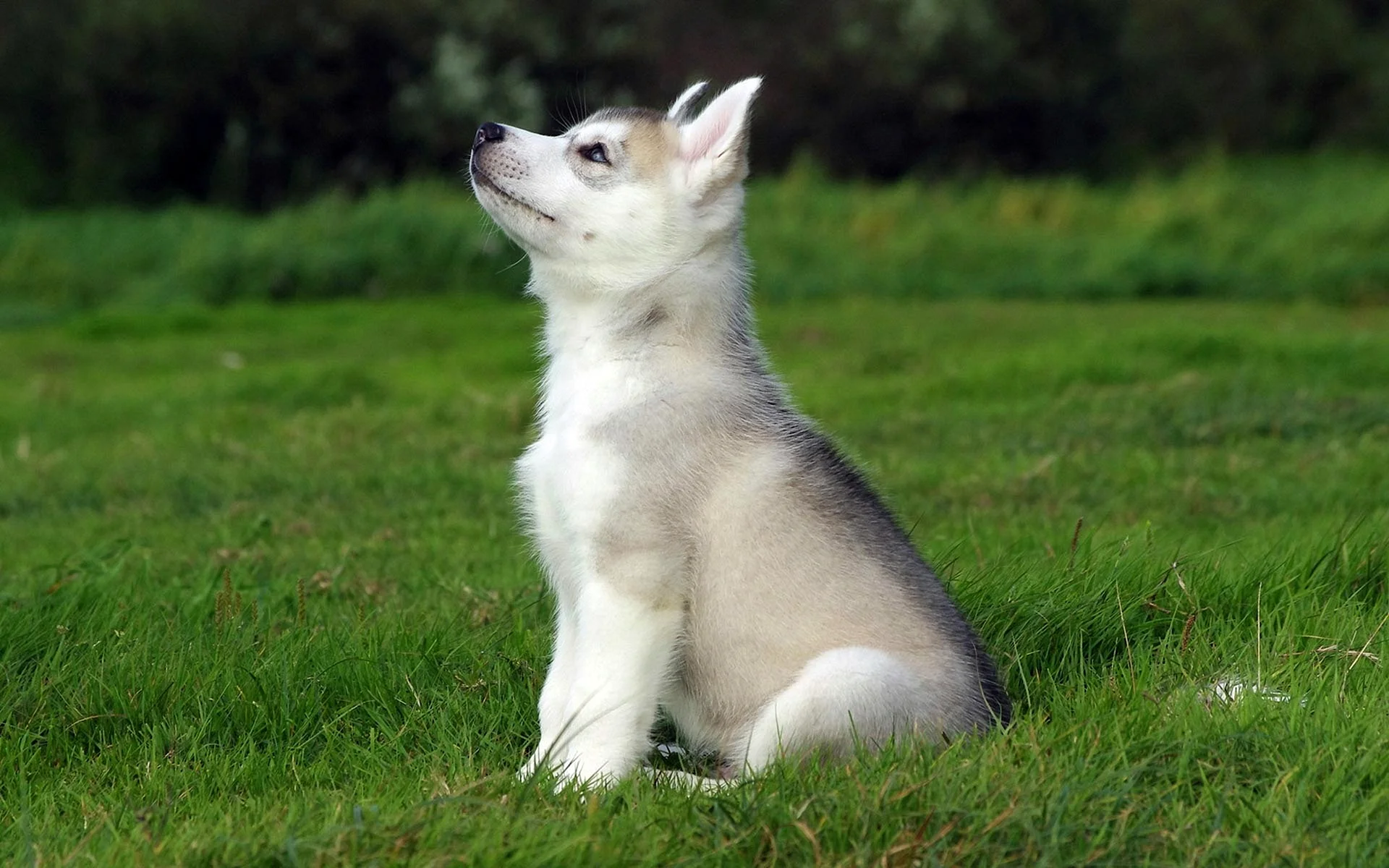 Siberian Husky Puppies Wallpaper