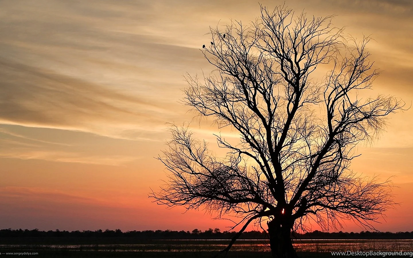 Silhouette Of Trees And Sunset Wallpaper