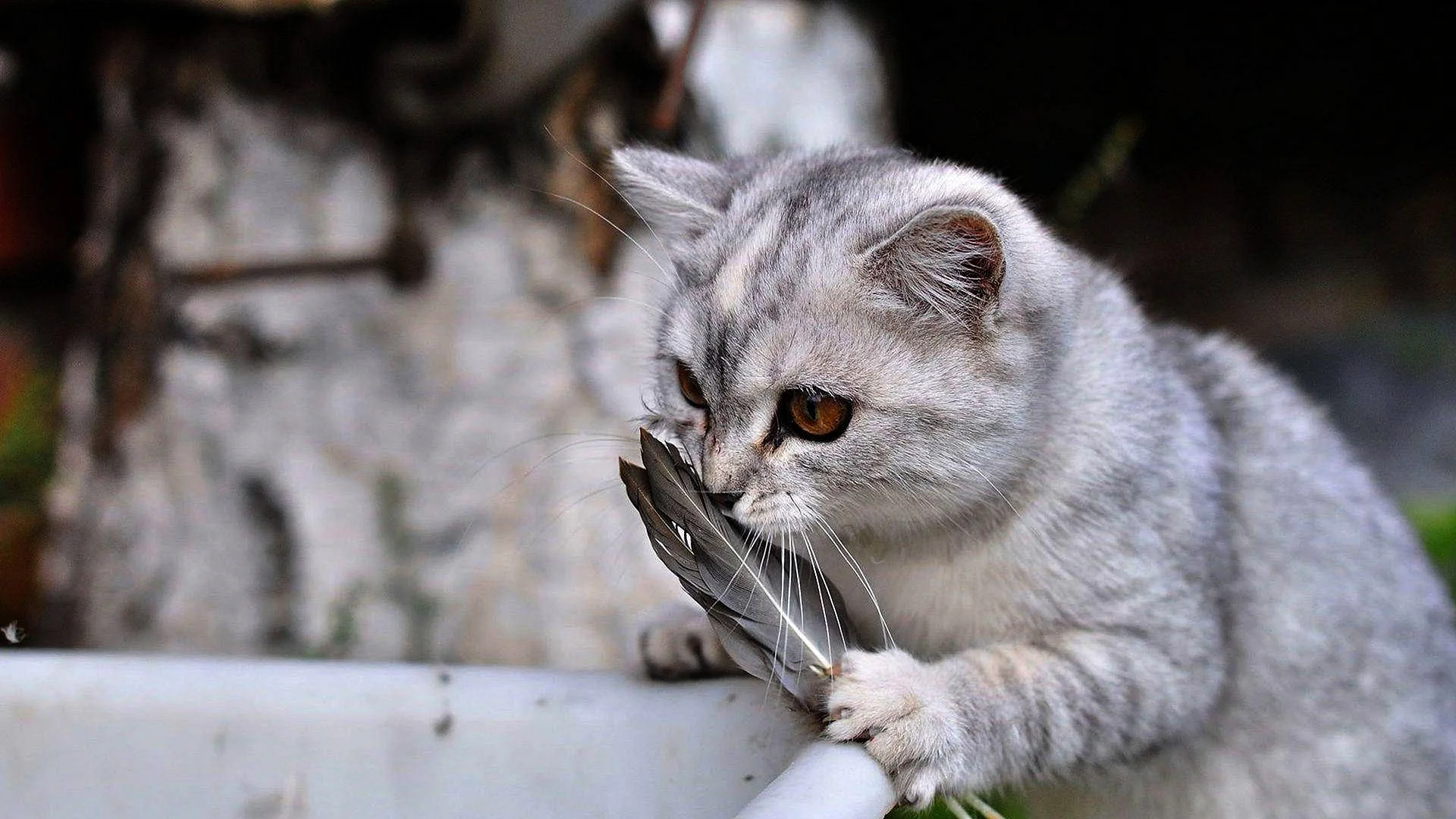 Silver Cat Wallpaper