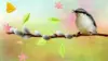Singing Birds Background Wallpaper