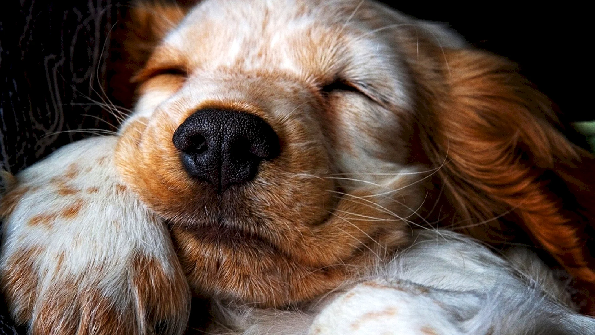 Sleeping Dog Wallpaper