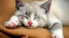 Sleeping Kitten Wallpaper