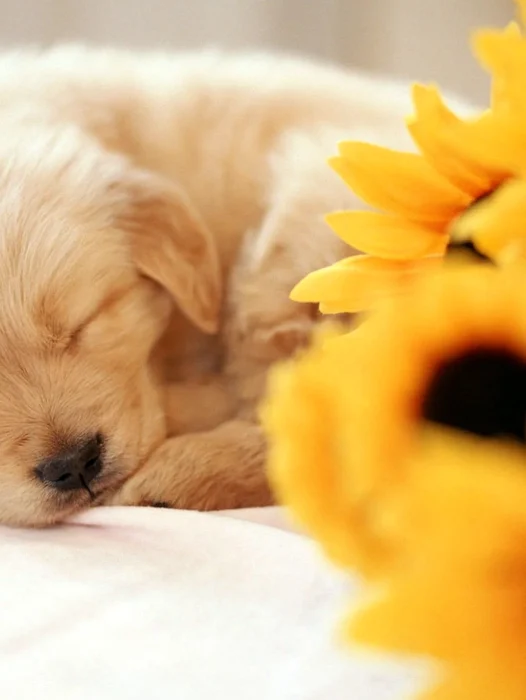 Sleeping Puppy Adorable Wallpaper For iPhone