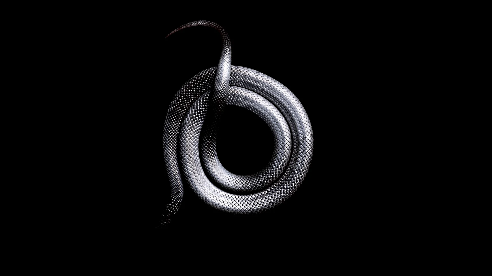 Snake Black Background Wallpaper