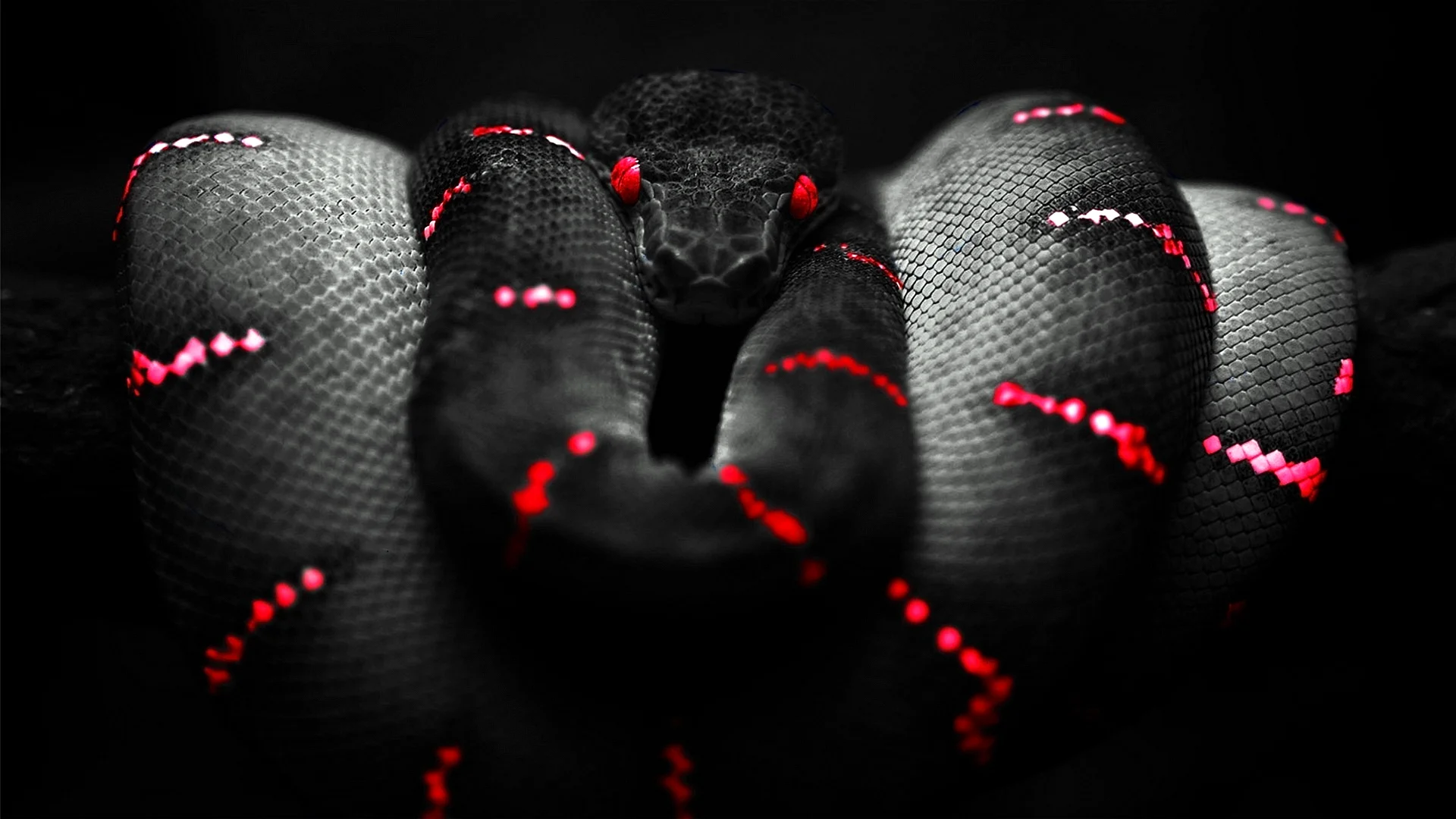 Snake Black Red Wallpaper