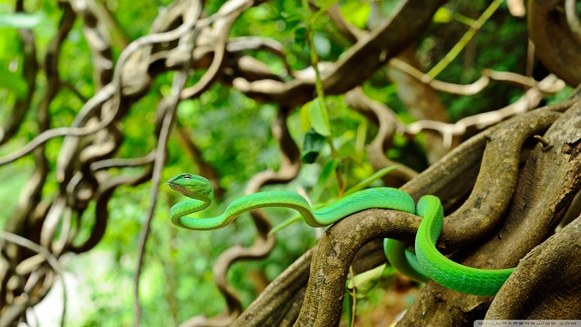 Snake Forest Wallpaper