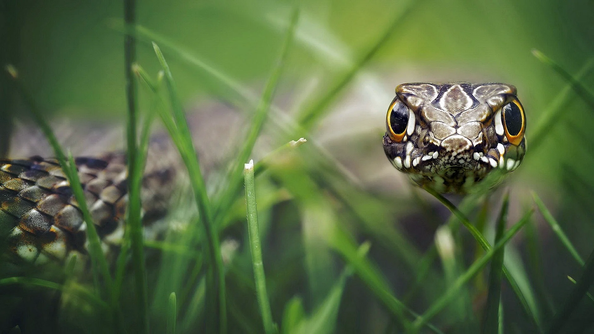 Snake In Grass Wallpaper