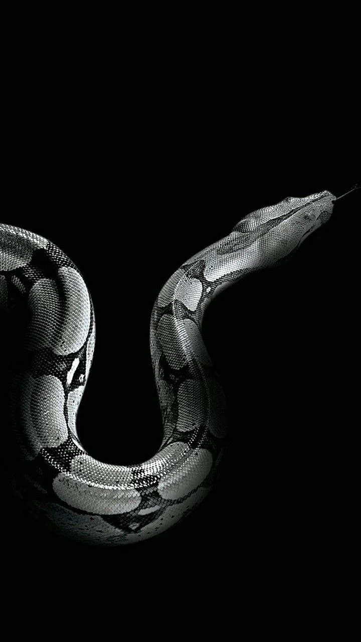 Snake iPhone HD Wallpaper For iPhone