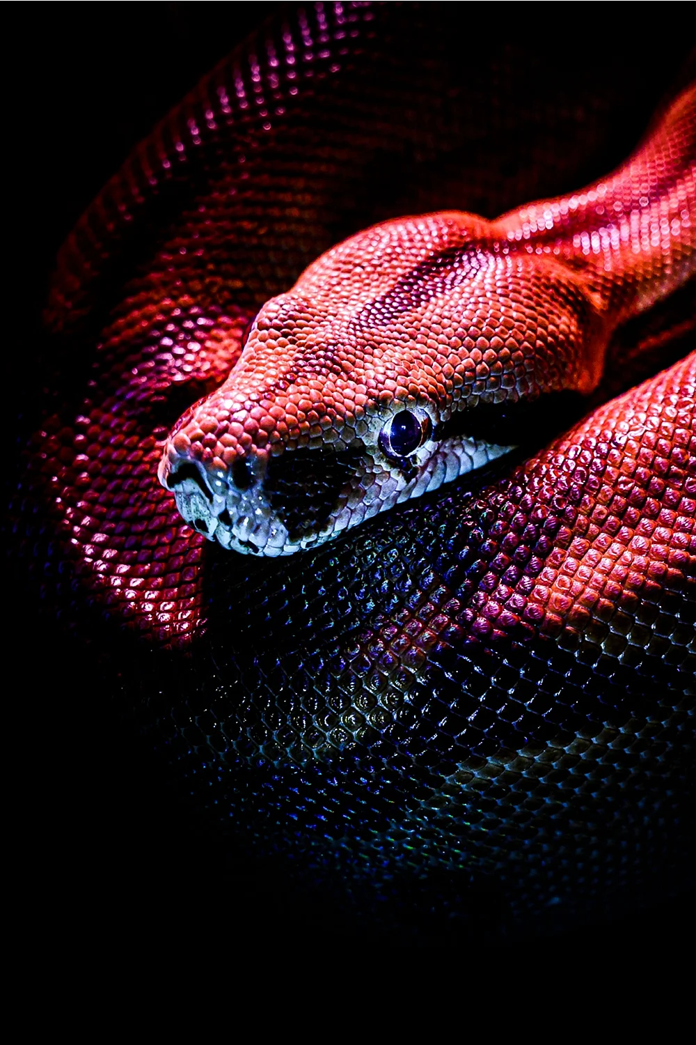 Snake Reptiles Wallpaper For iPhone