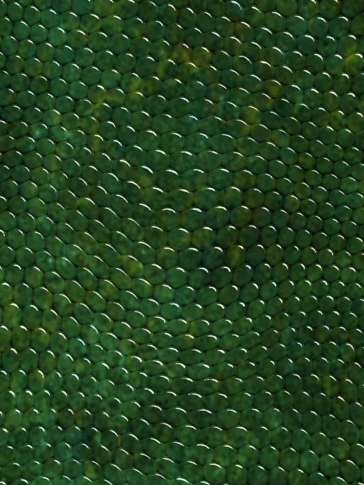 Snake Skin Wallpaper