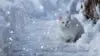 Snow Cats Wallpaper