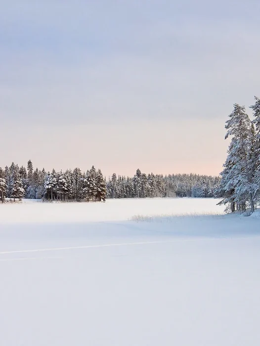 Snow Forest Landscape Wallpaper