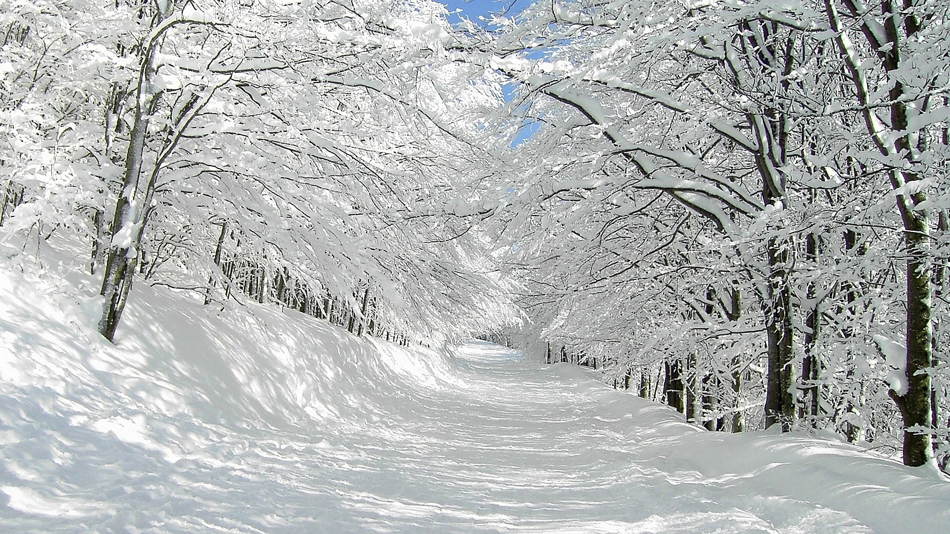 Snow Landscape Wallpaper