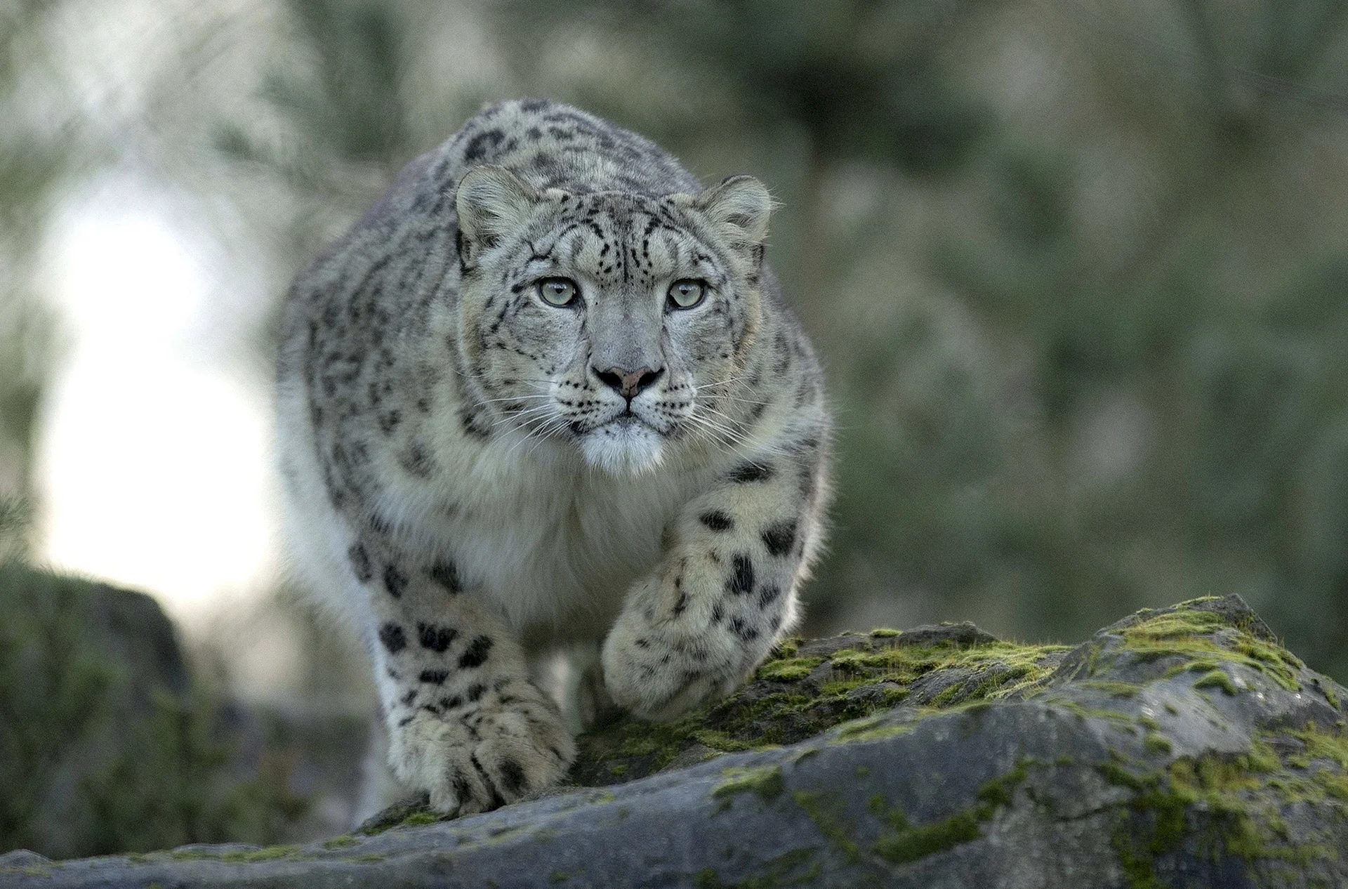 Snow Leopard Wallpaper