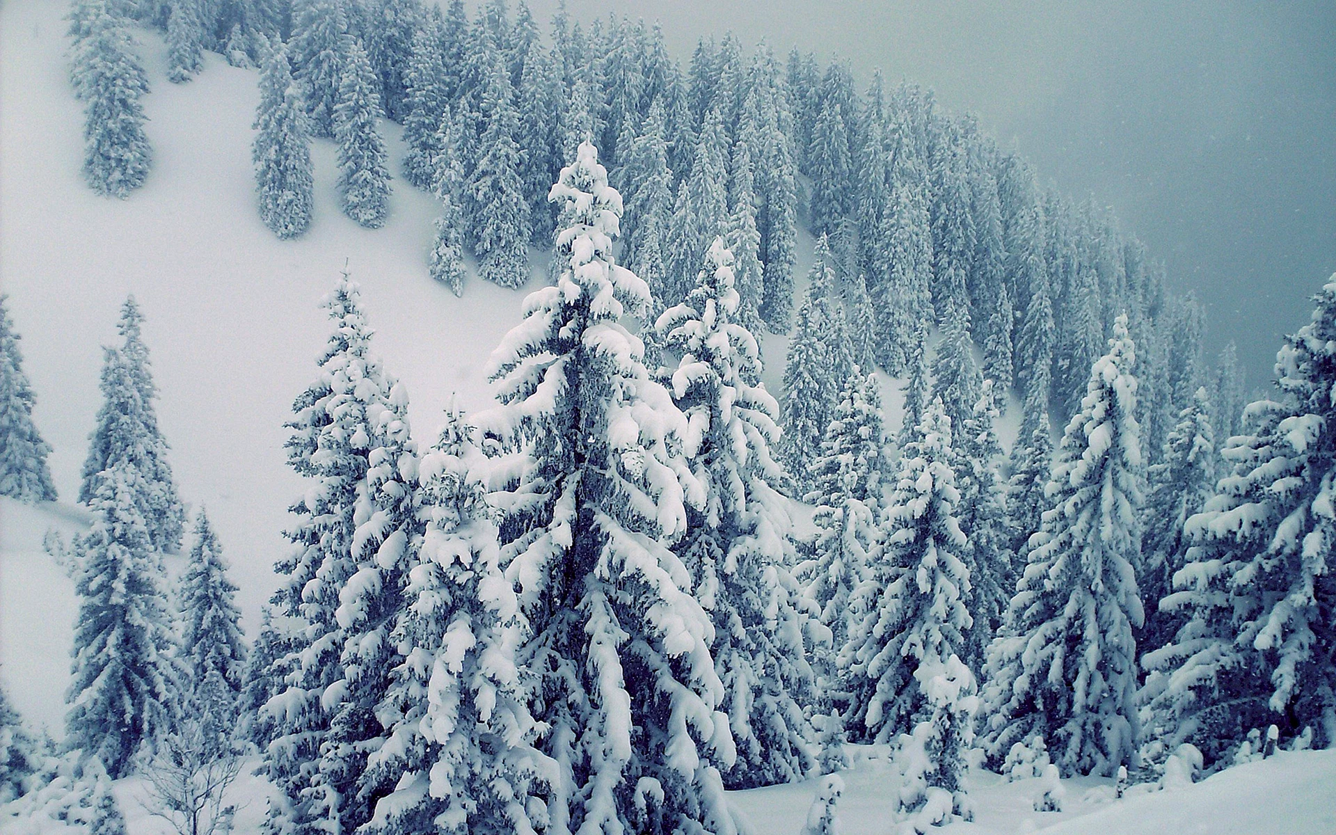 Snow Pine Forest Wallpaper