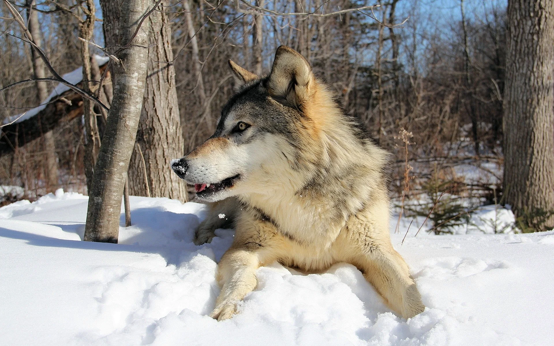 Snow Wolf Wallpaper